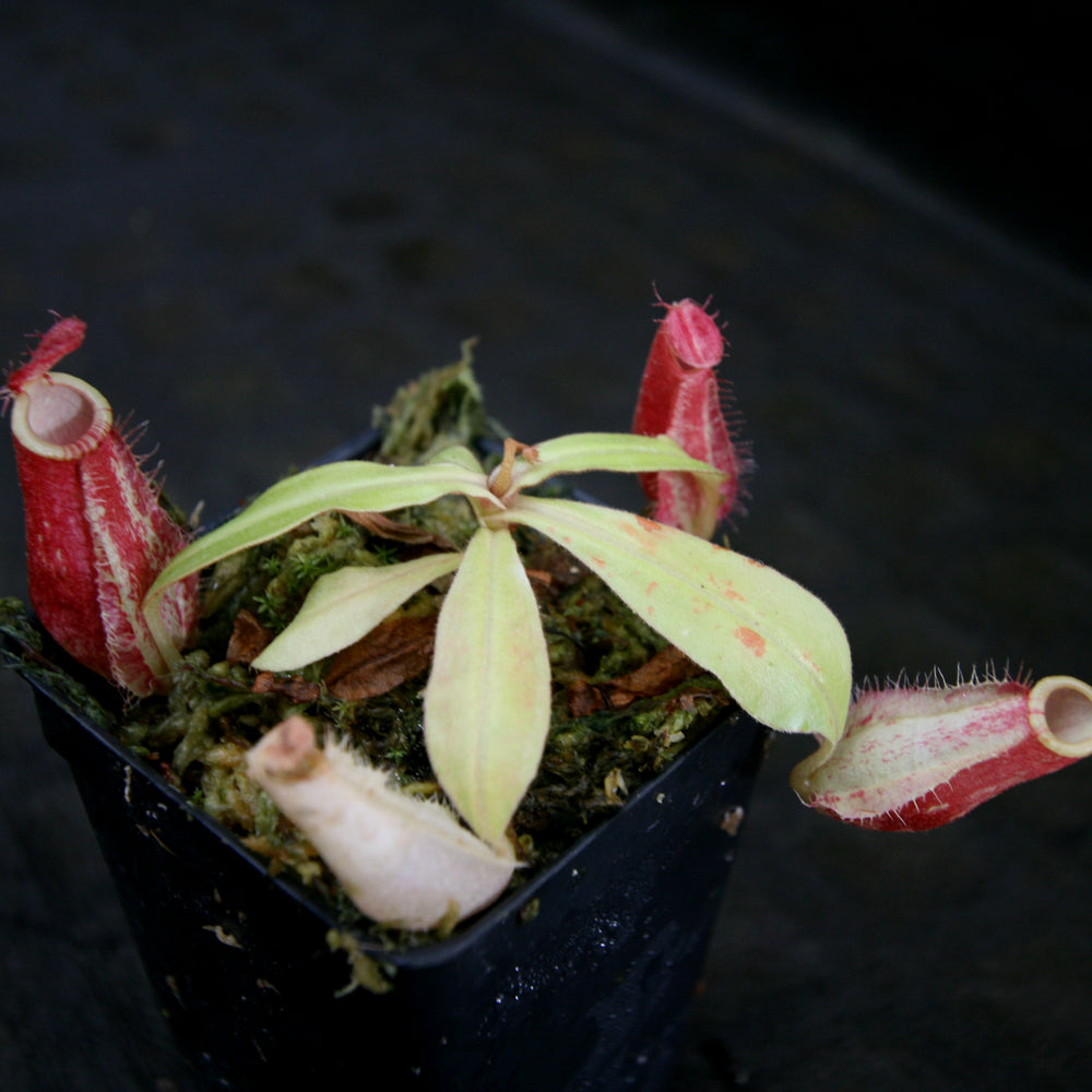 
                      
                        Nepenthes ampullaria [Tricolor x (William's Red x Harlequin)], CAR-0198
                      
                    