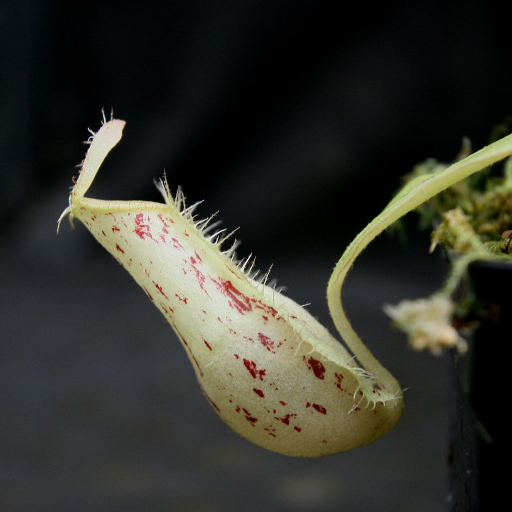 
                      
                        Nepenthes ampullaria [Tricolor x (William's Red x Harlequin)], CAR-0198
                      
                    