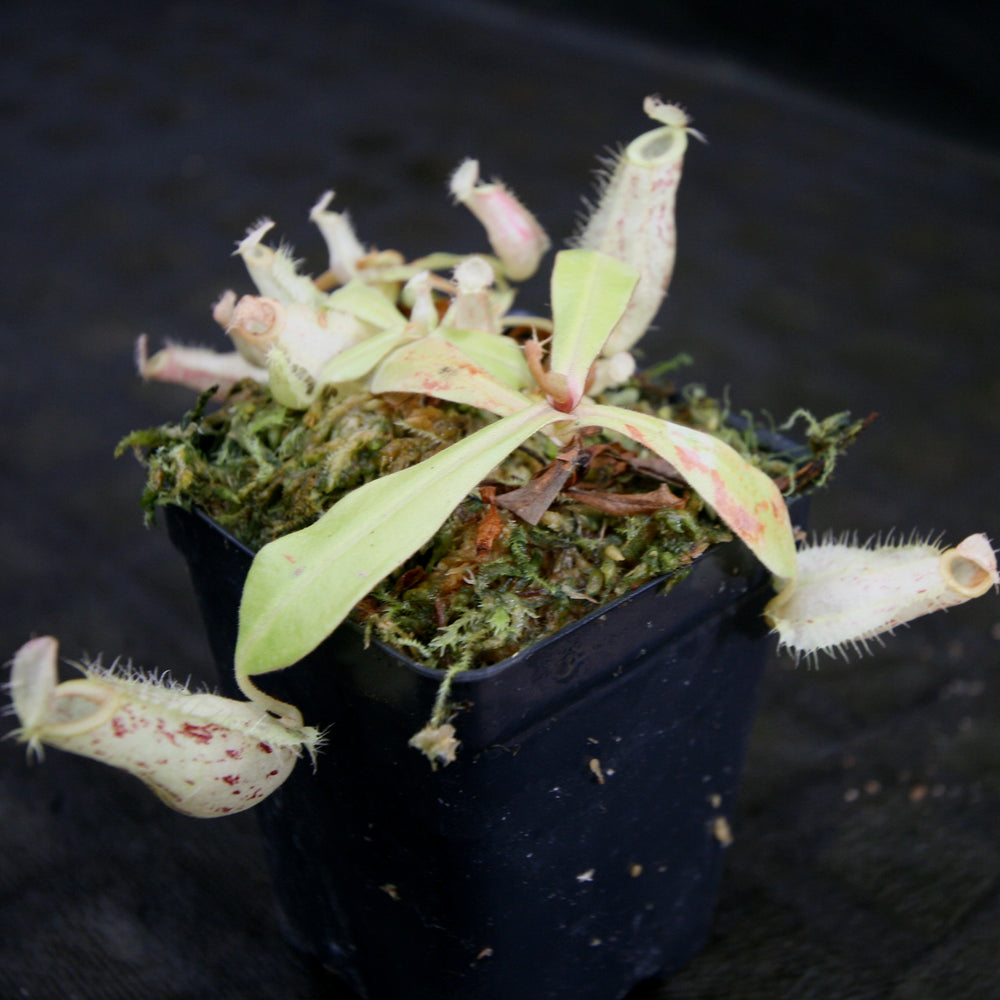 
                      
                        Nepenthes ampullaria [Tricolor x (William's Red x Harlequin)], CAR-0198
                      
                    