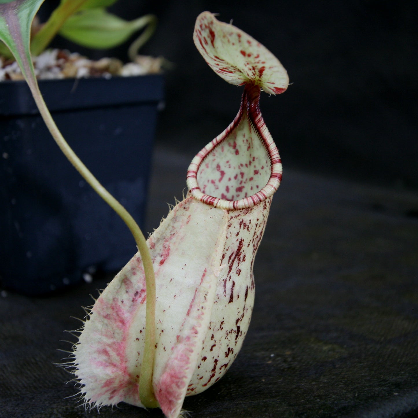 Nepenthes rafflesiana