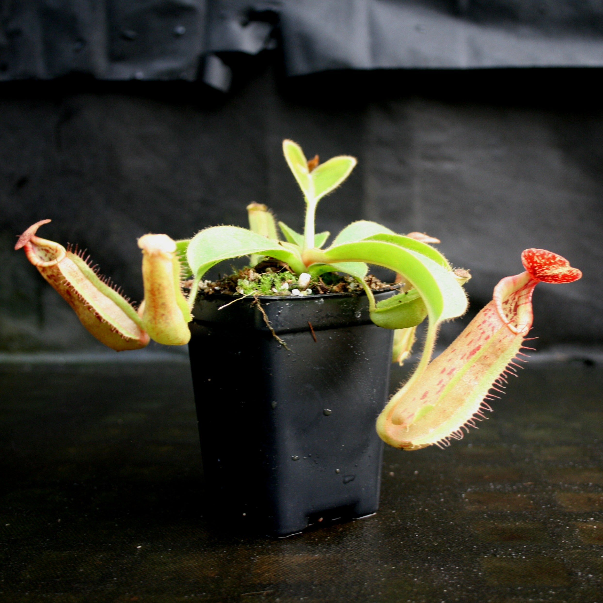 Nepenthes [(lowii x veitchii) x boschiana)] x veitchii 