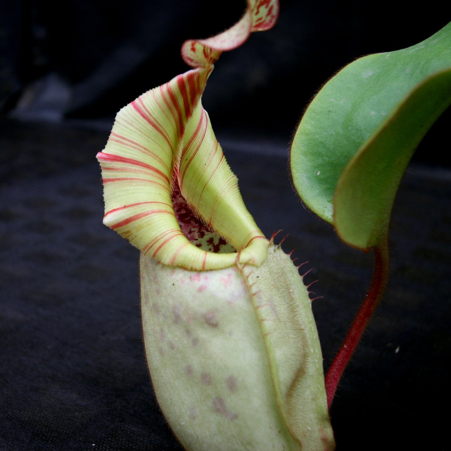 Nepenthes veitchii (Candy x Candy Yamada)