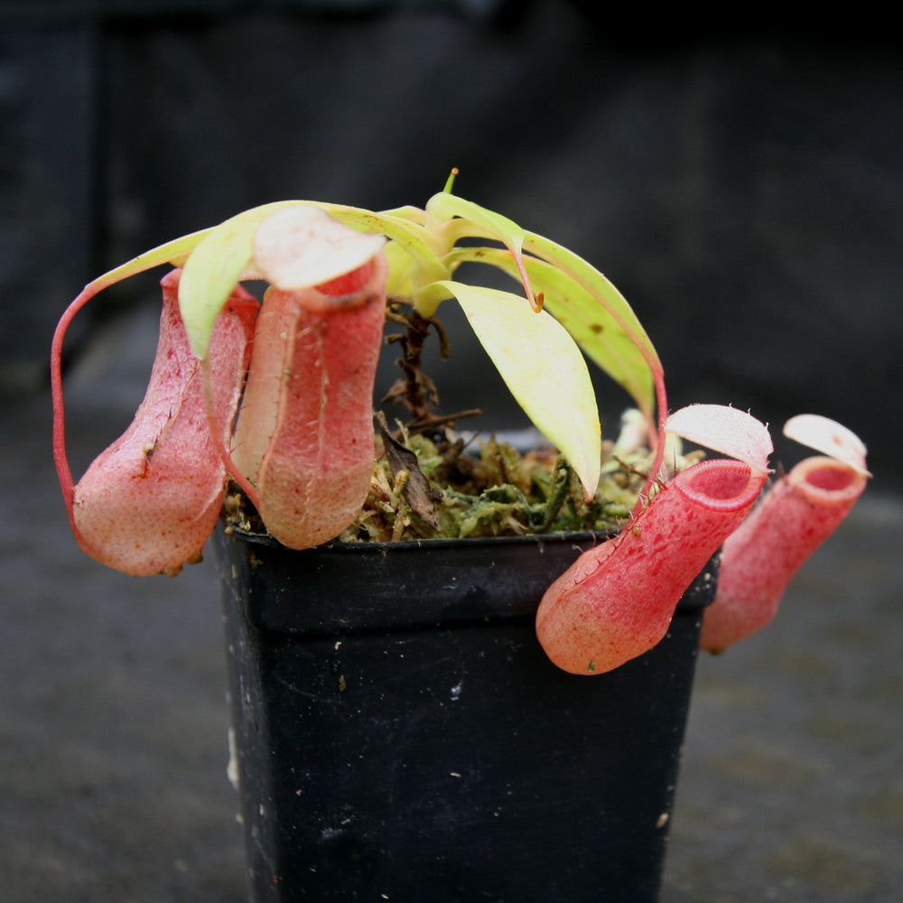 Nepenthes sibuyanensis BE x ventricosa AG3, CAR-0200, pitcher plant, carnivorous plant, collectors plant, large pitchers, rare plants