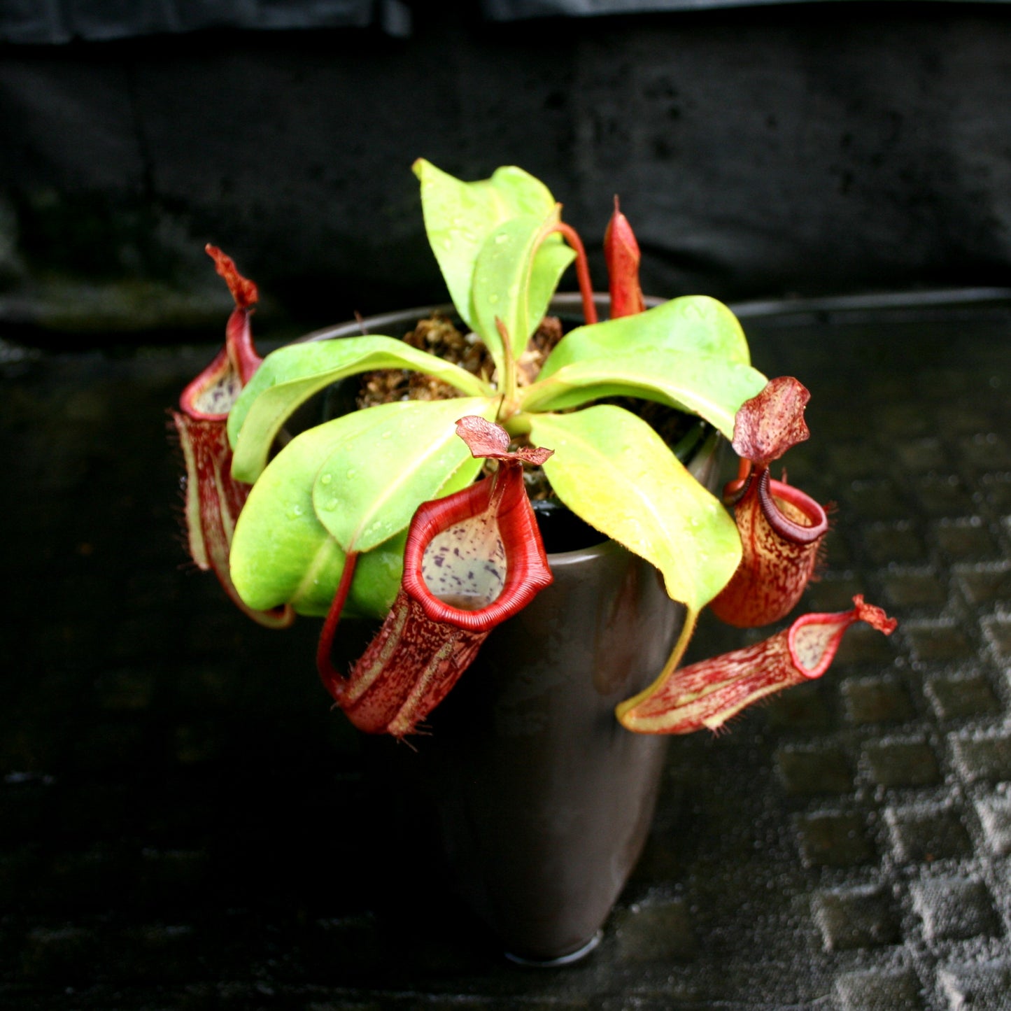 Nepenthes (truncata x campanulata) x veitchii "Pink Candy Cane", CAR-0064