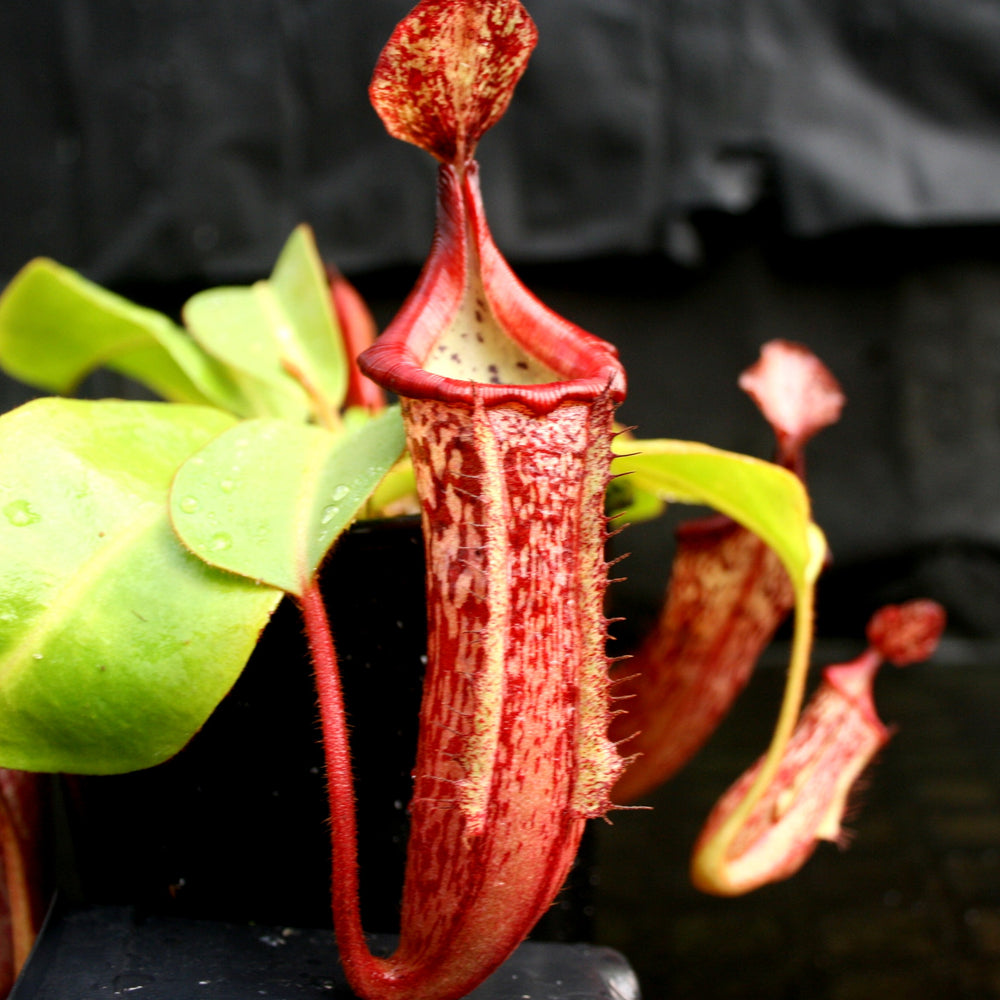 Nepenthes (truncata x campanulata) x veitchii 