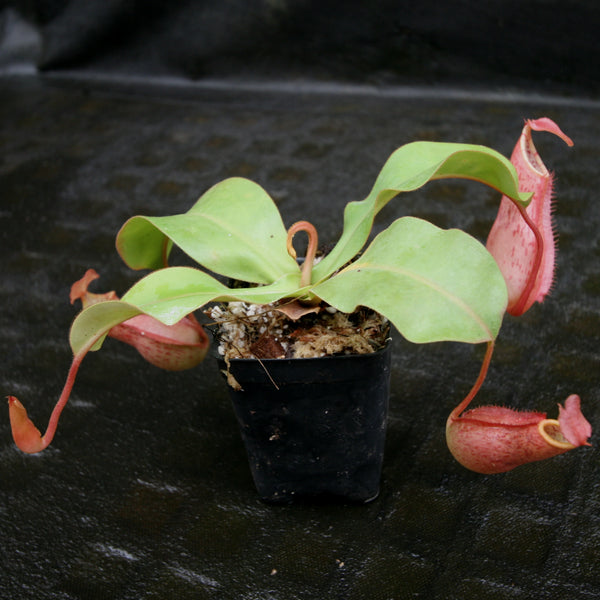 Nepenthes (thorelii x northiana) x veitchii – Carnivero