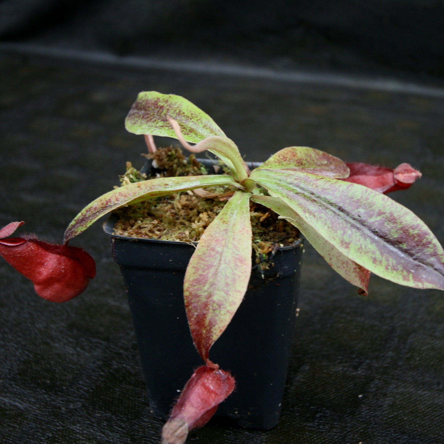 Nepenthes Edinensis x (mirabilis var. globosa x ampullaria Black Miracle)