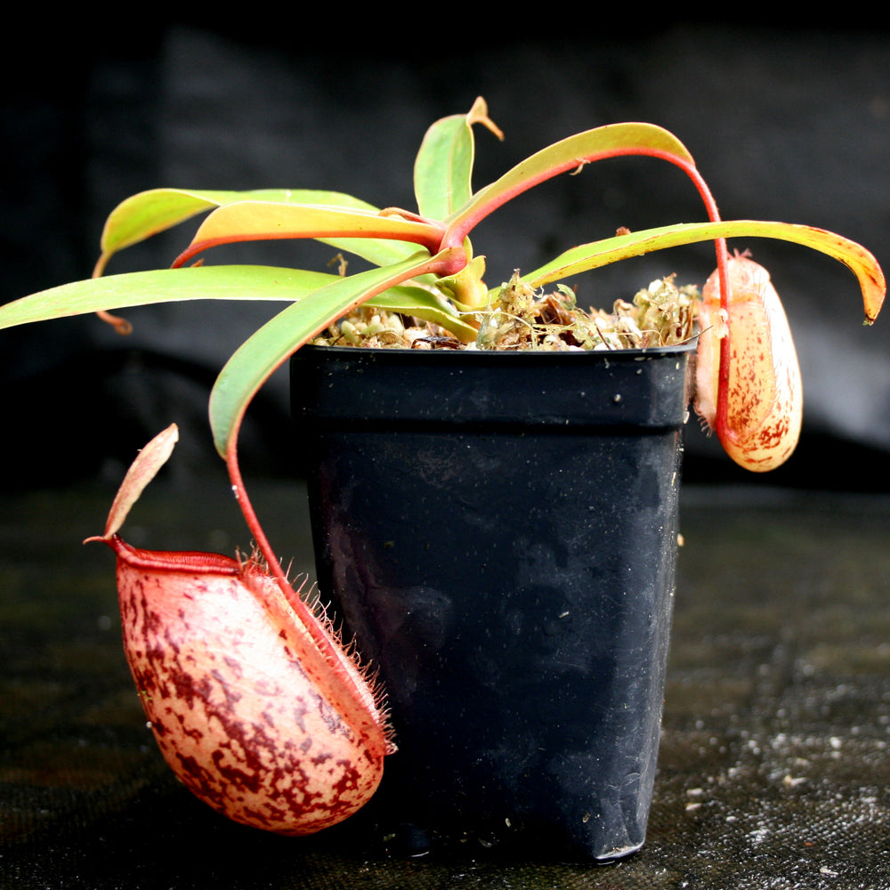 
                      
                        Nepenthes sibuyanensis x ampullaria
                      
                    