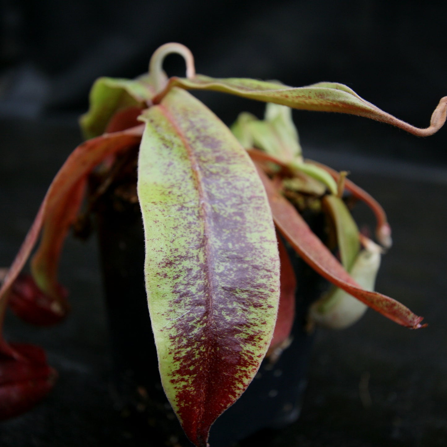 Nepenthes Edinensis x (mirabilis var. globosa x ampullaria Black Miracle)