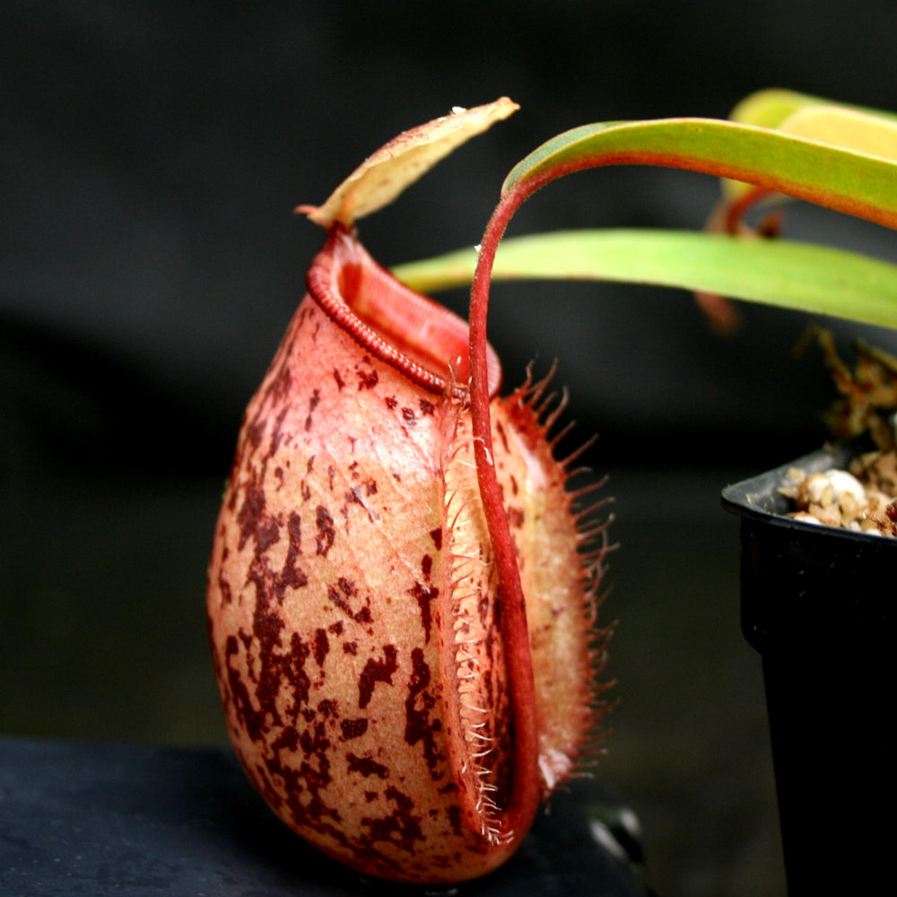 
                      
                        Nepenthes sibuyanensis x ampullaria
                      
                    