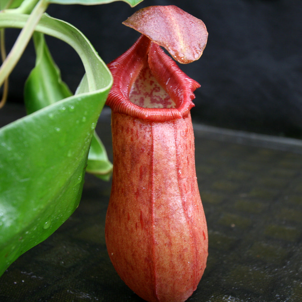 Nepenthes 'Queen Malani' , pitcher plant, carnivorous plant, collectors plant, large pitchers, rare plants 