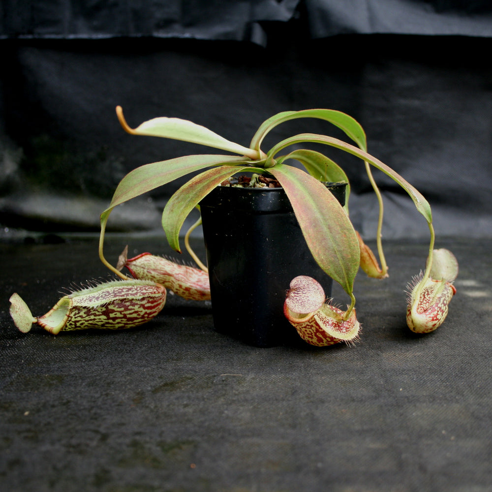 Nepenthes (spathulata x spectabilis) 