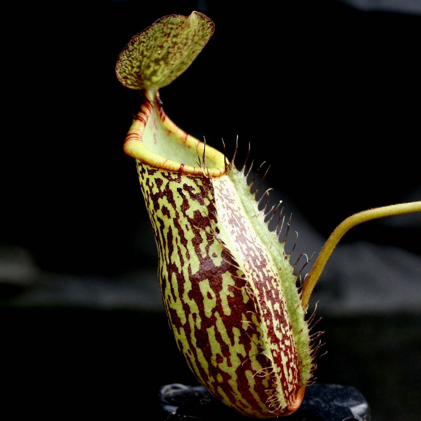 Nepenthes (spathulata x spectabilis) "BE Best" x spectabilis Dairi Regency, CAR-0093