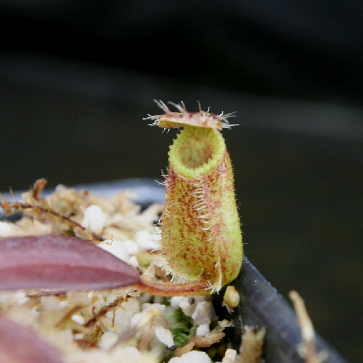 Nepenthes hamata, Tambusisi, BE-3975 – Carnivero