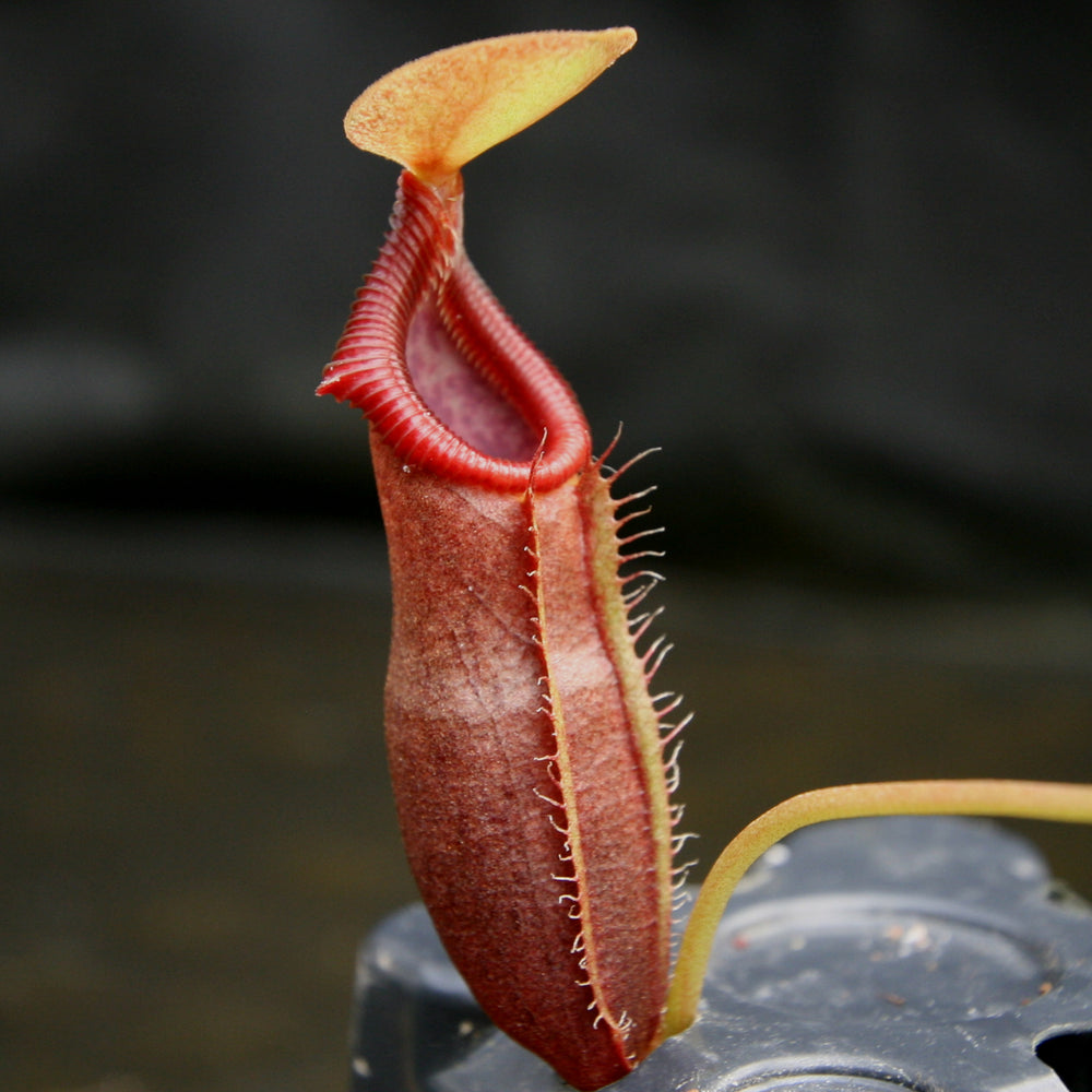 Nepenthes singalana x ovata, BE-3882, pitcher plant, carnivorous plant, collectors plant, large pitchers, rare plants