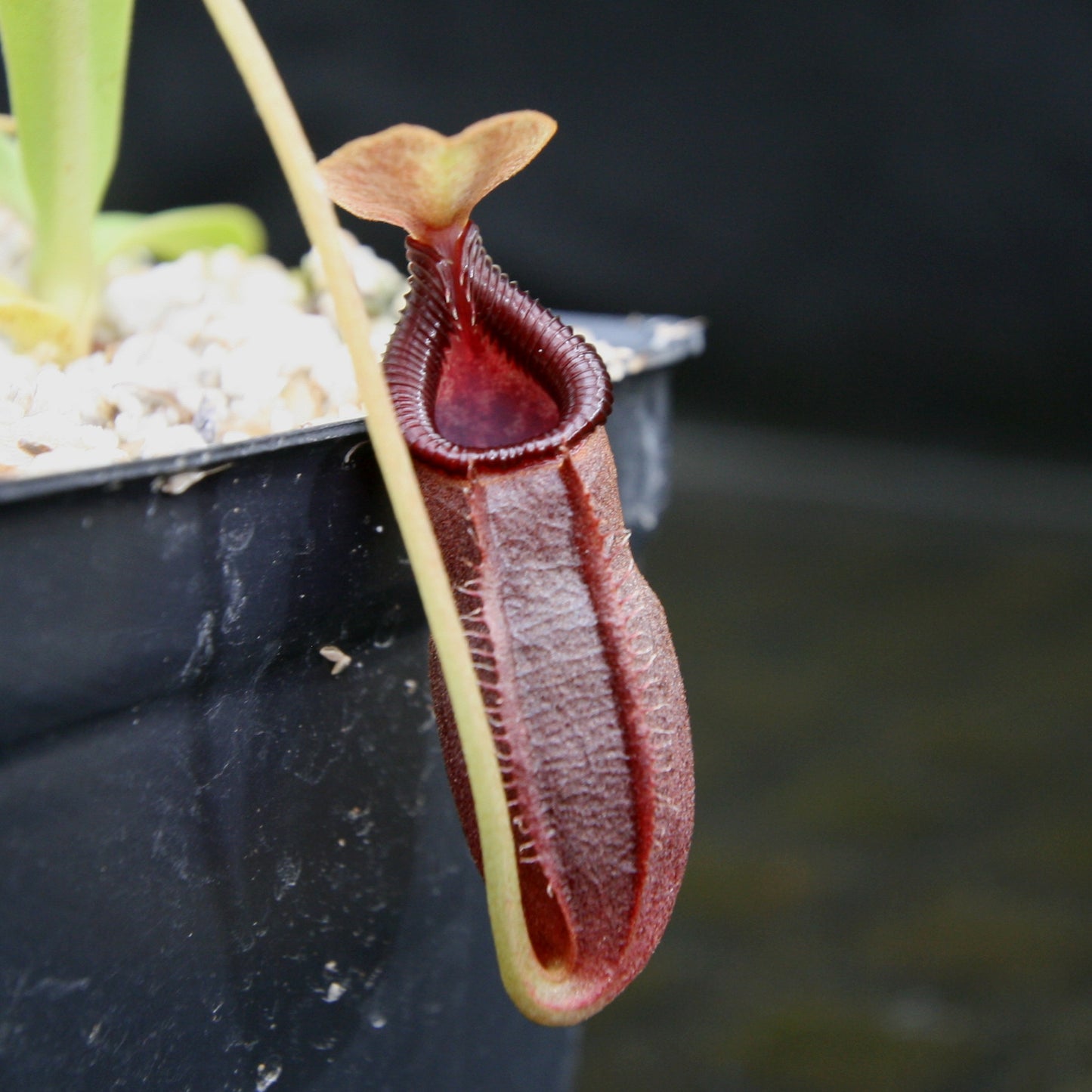 Nepenthes singalana x ovata, BE-3882, pitcher plant, carnivorous plant, collectors plant, large pitchers, rare plants