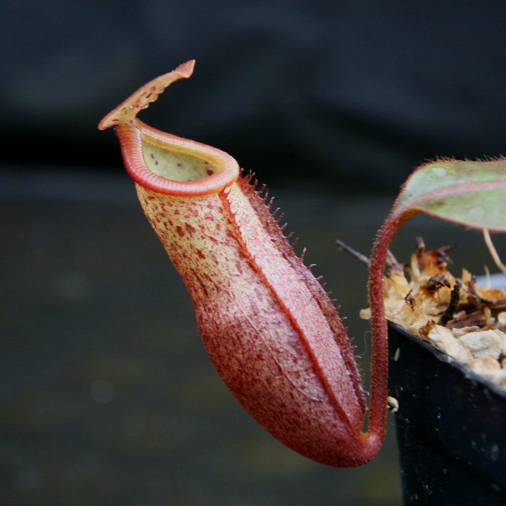 Nepenthes burbidgeae x mira