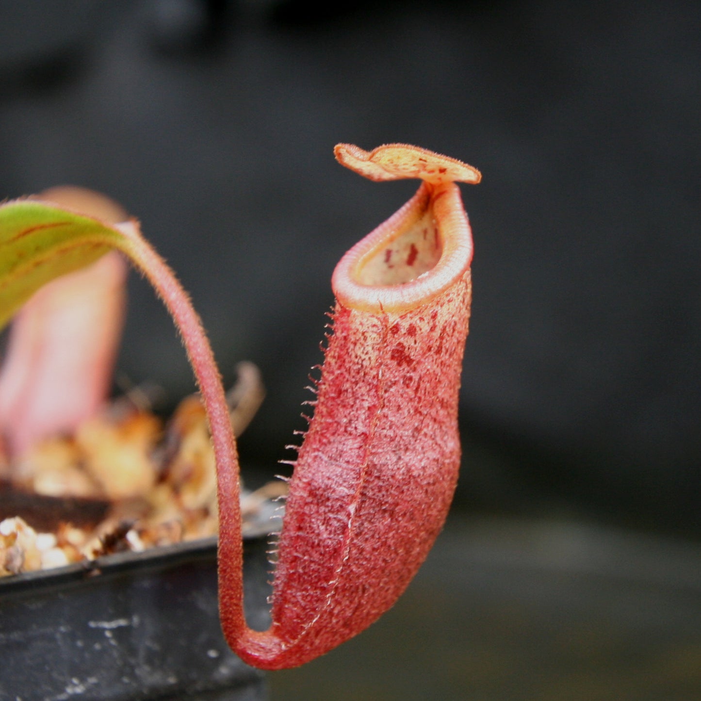 Nepenthes burbidgeae x mira