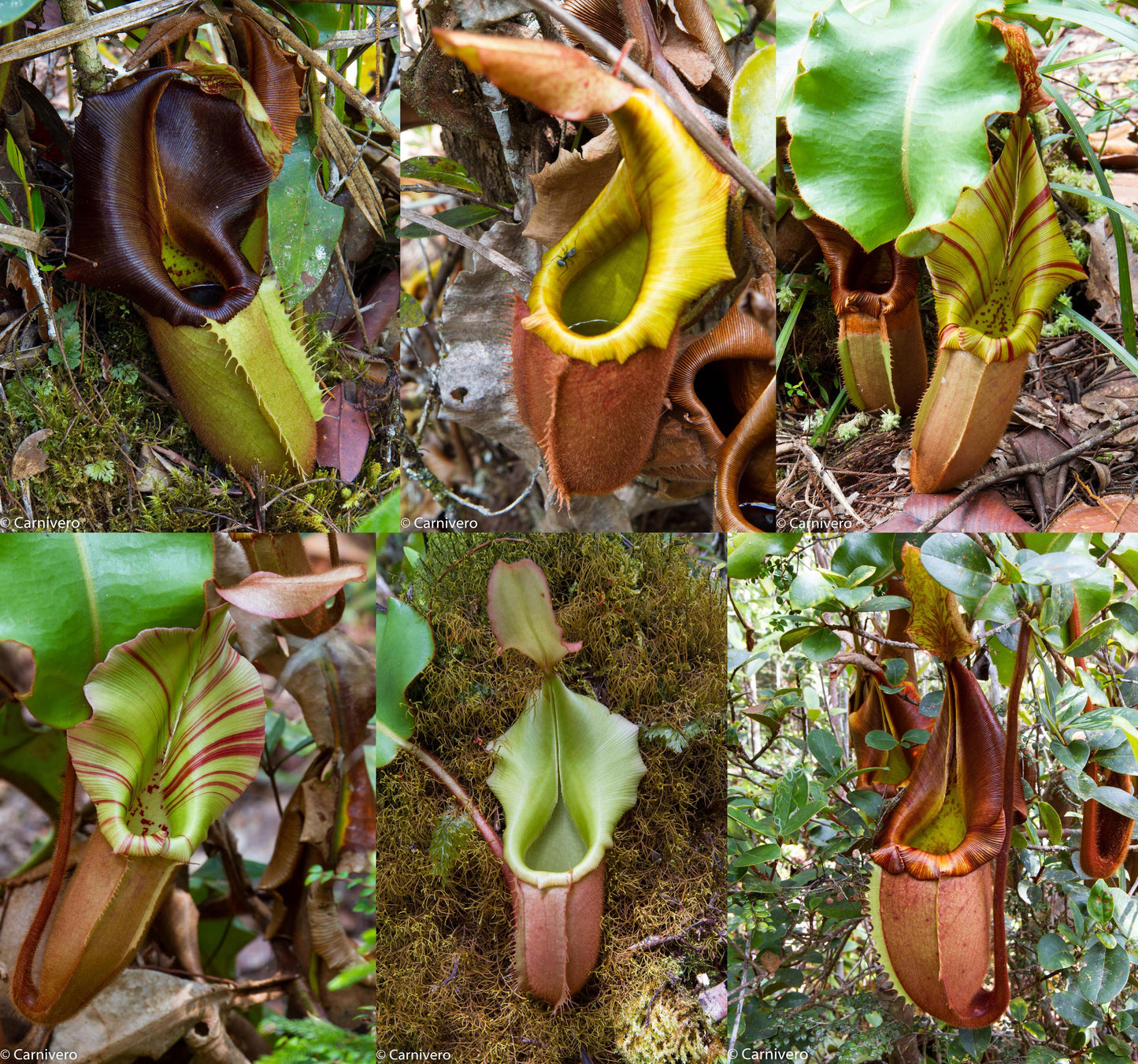 Nepenthes veitchii Maliau Basin