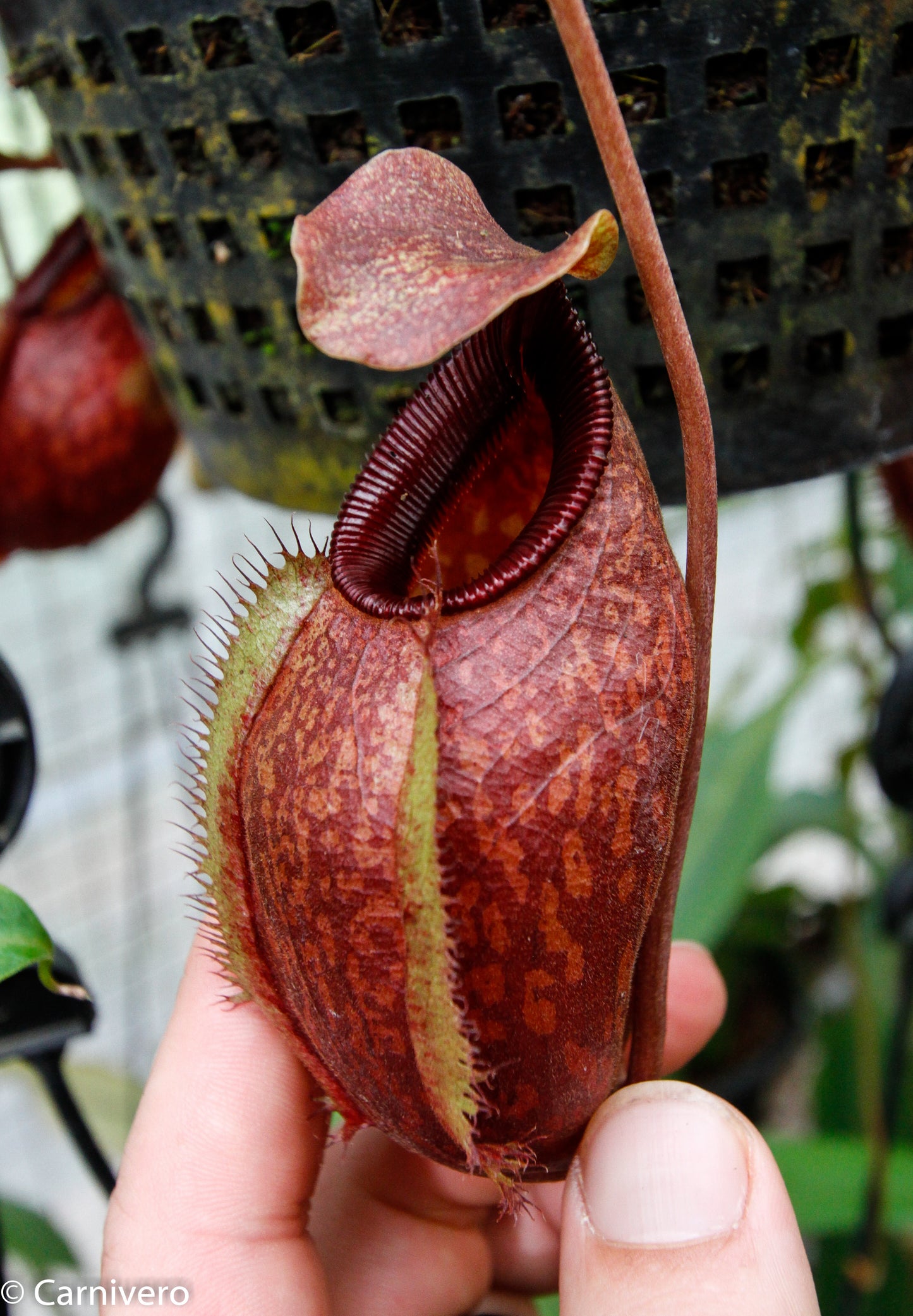 Nepenthes aristolochioides x diabolica