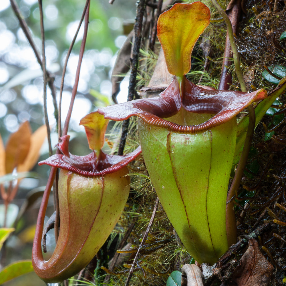 
                      
                        Nepenthes jacquelineae
                      
                    