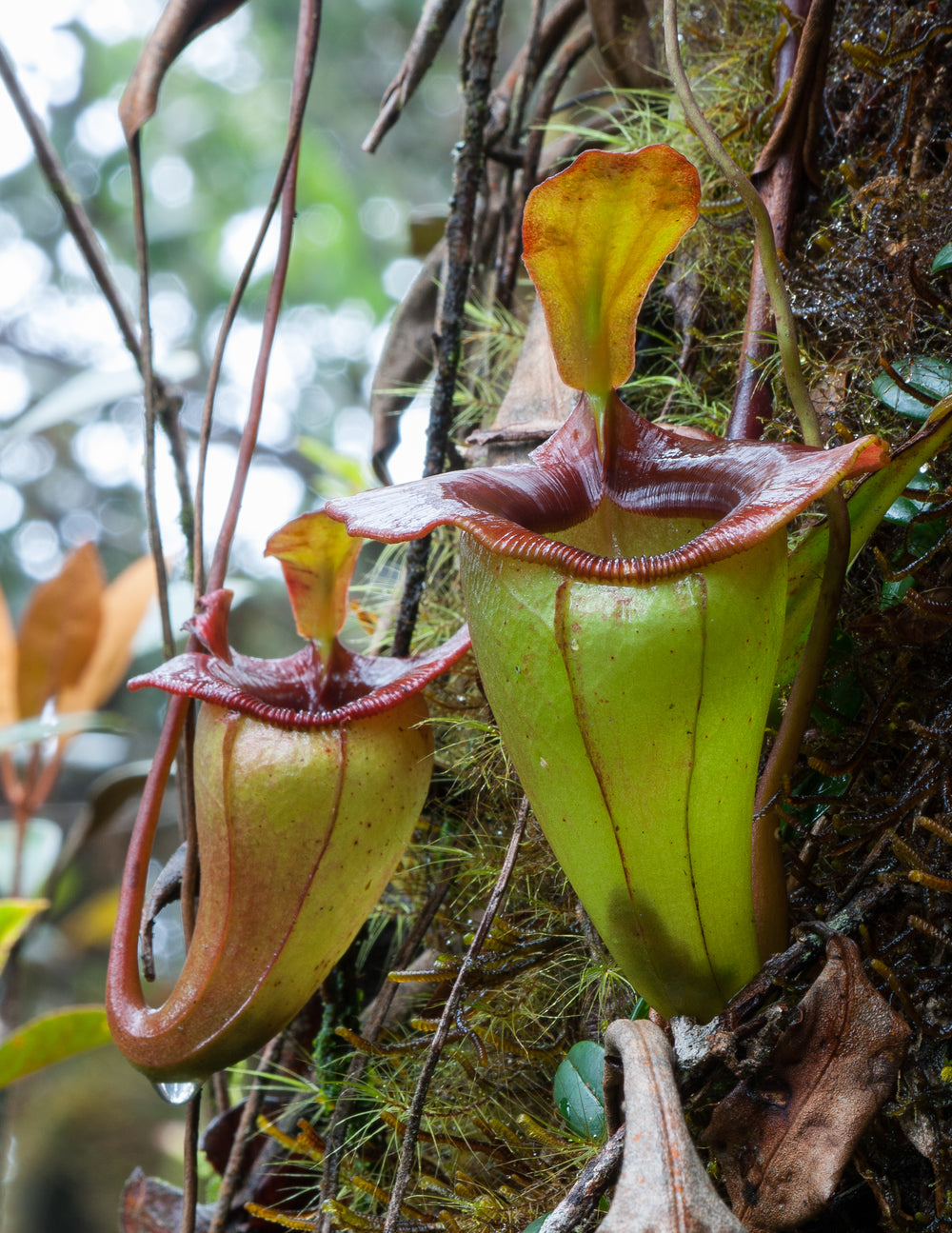 Nepenthes jacquelineae