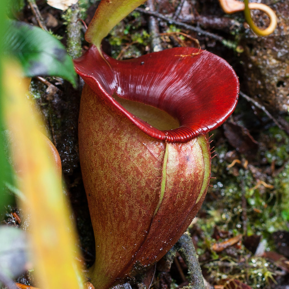 
                      
                        Nepenthes jacquelineae
                      
                    