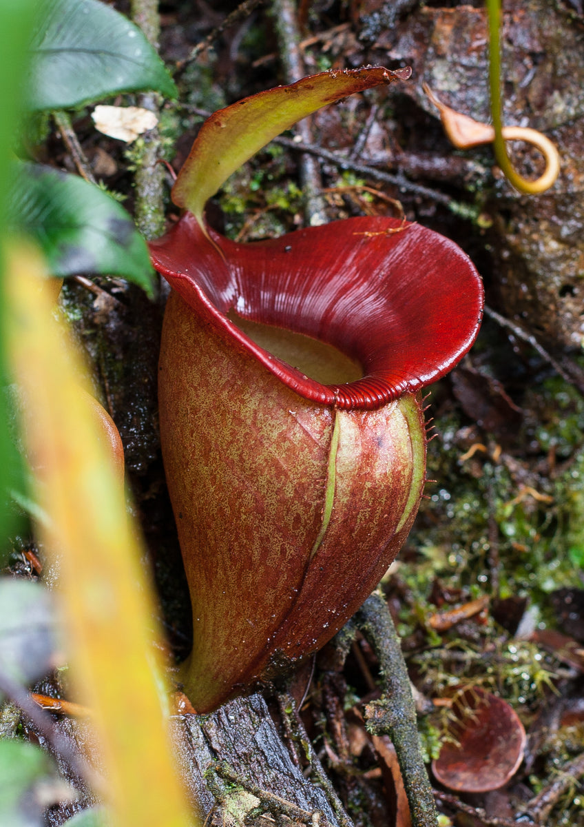 Nepenthes jacquelineae – Carnivero