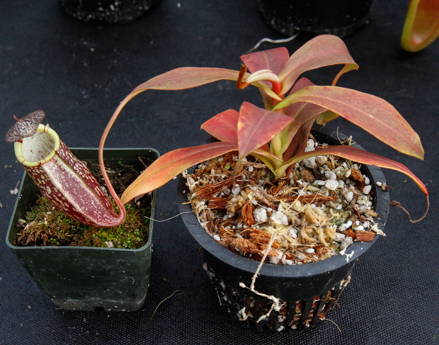 Nepenthes spectabilis, BE-3322