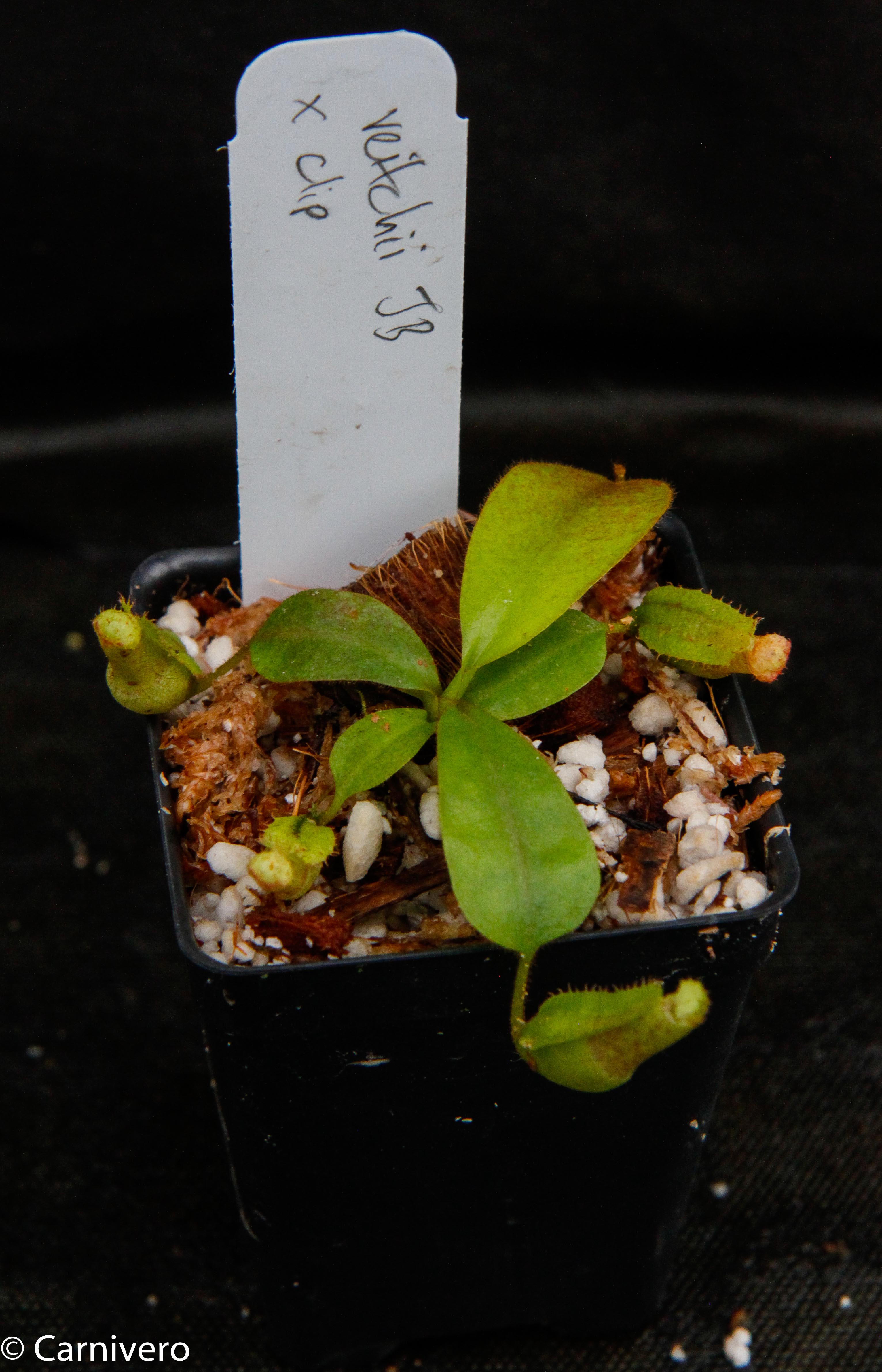 Nepenthes veitchii x clipeata, CAR-0128 – Carnivero