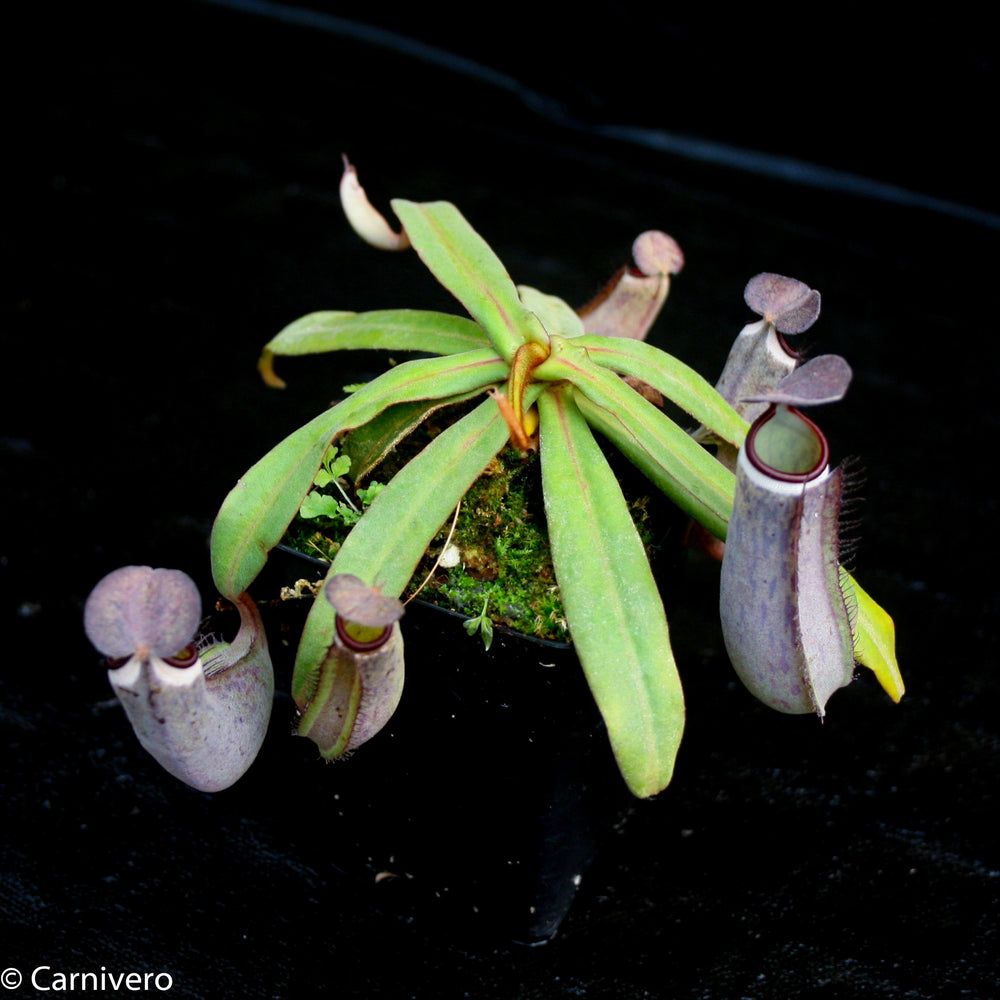 Nepenthes albomarginata Kuching Spotted