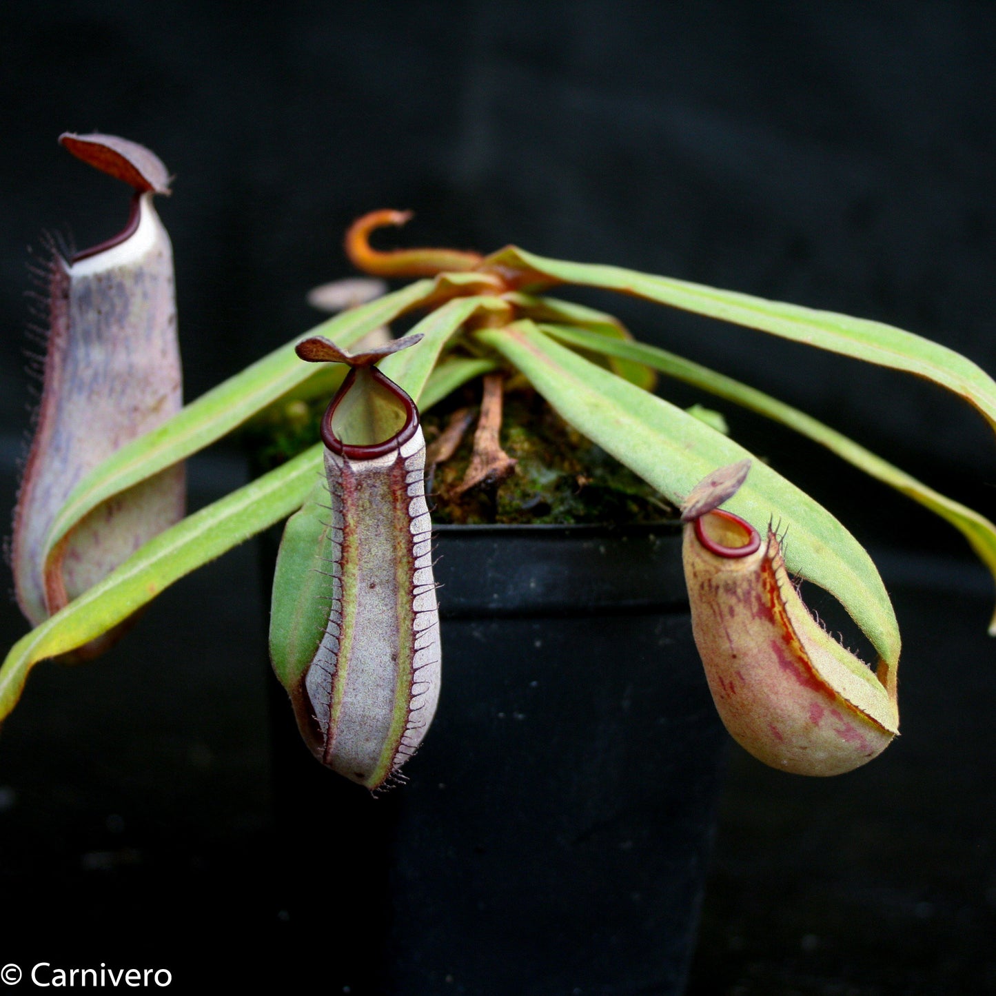 Nepenthes albomarginata Kuching Spotted