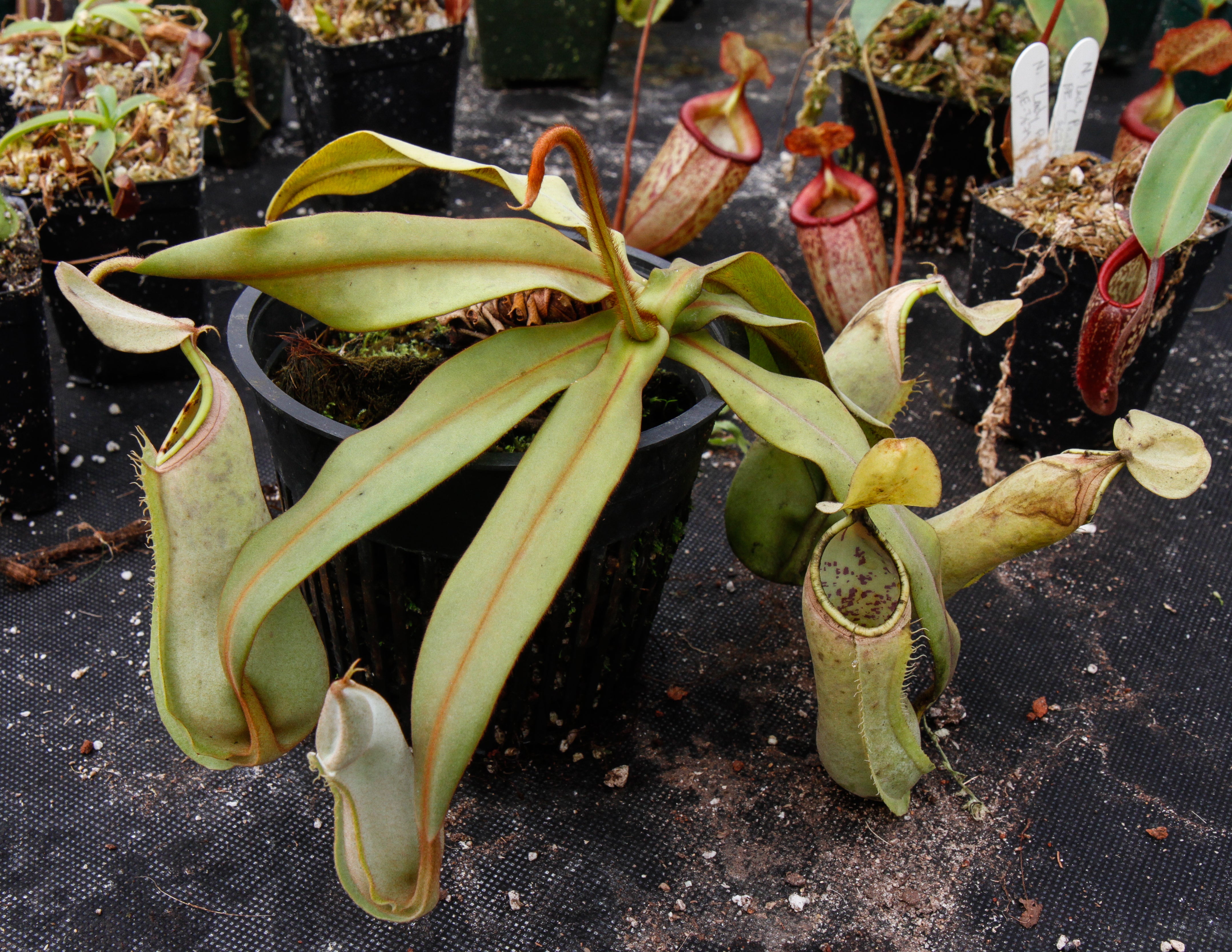 Nepenthes albomarginata, BE-3004