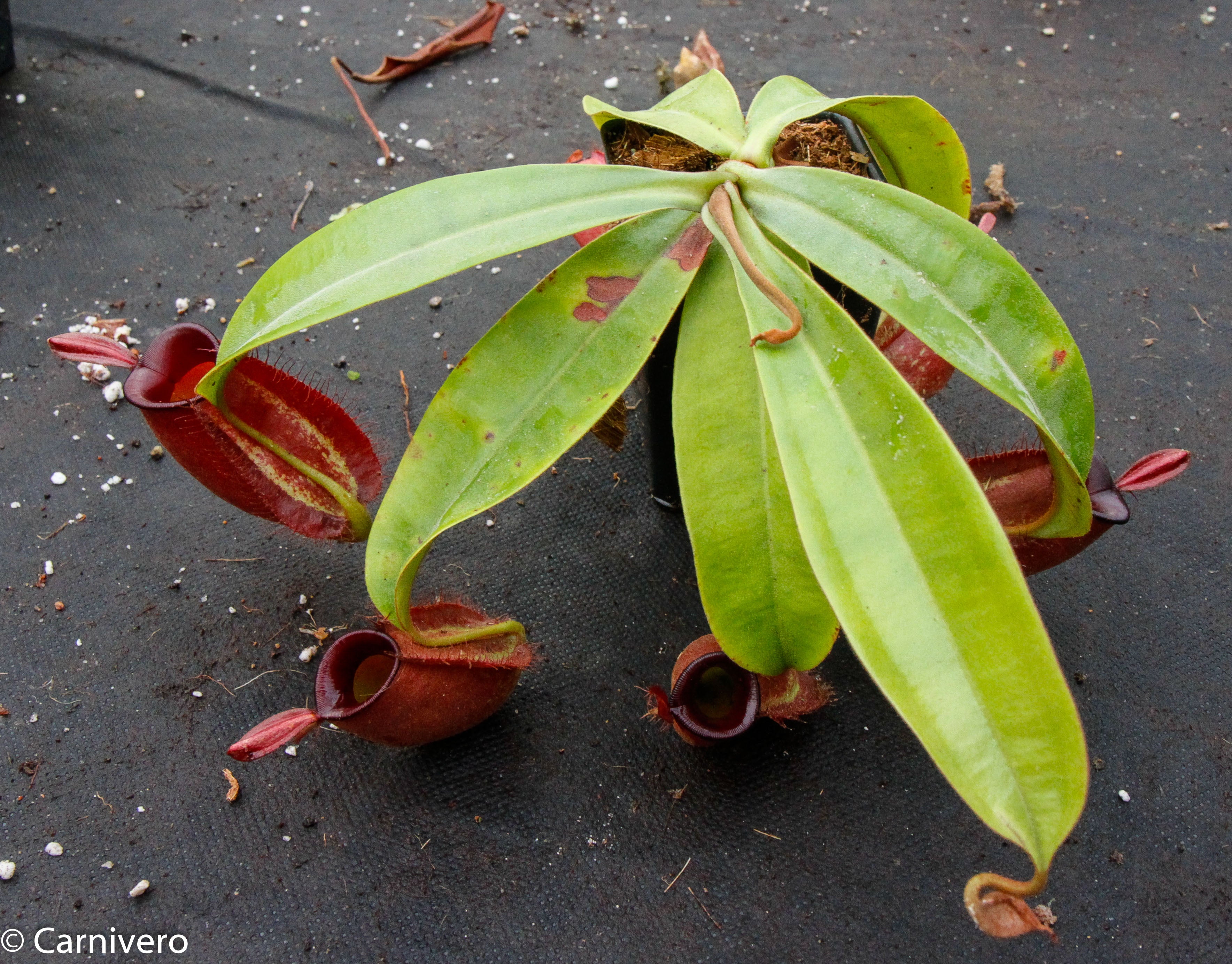 Nepenthes ampullaria ”variegata” ES 斑入り ウツボカズラ ネペンテス属 食虫植物(その他)｜売買されたオークション情報、yahooの商品情報をアーカイブ公開  - オークファン 観葉植物