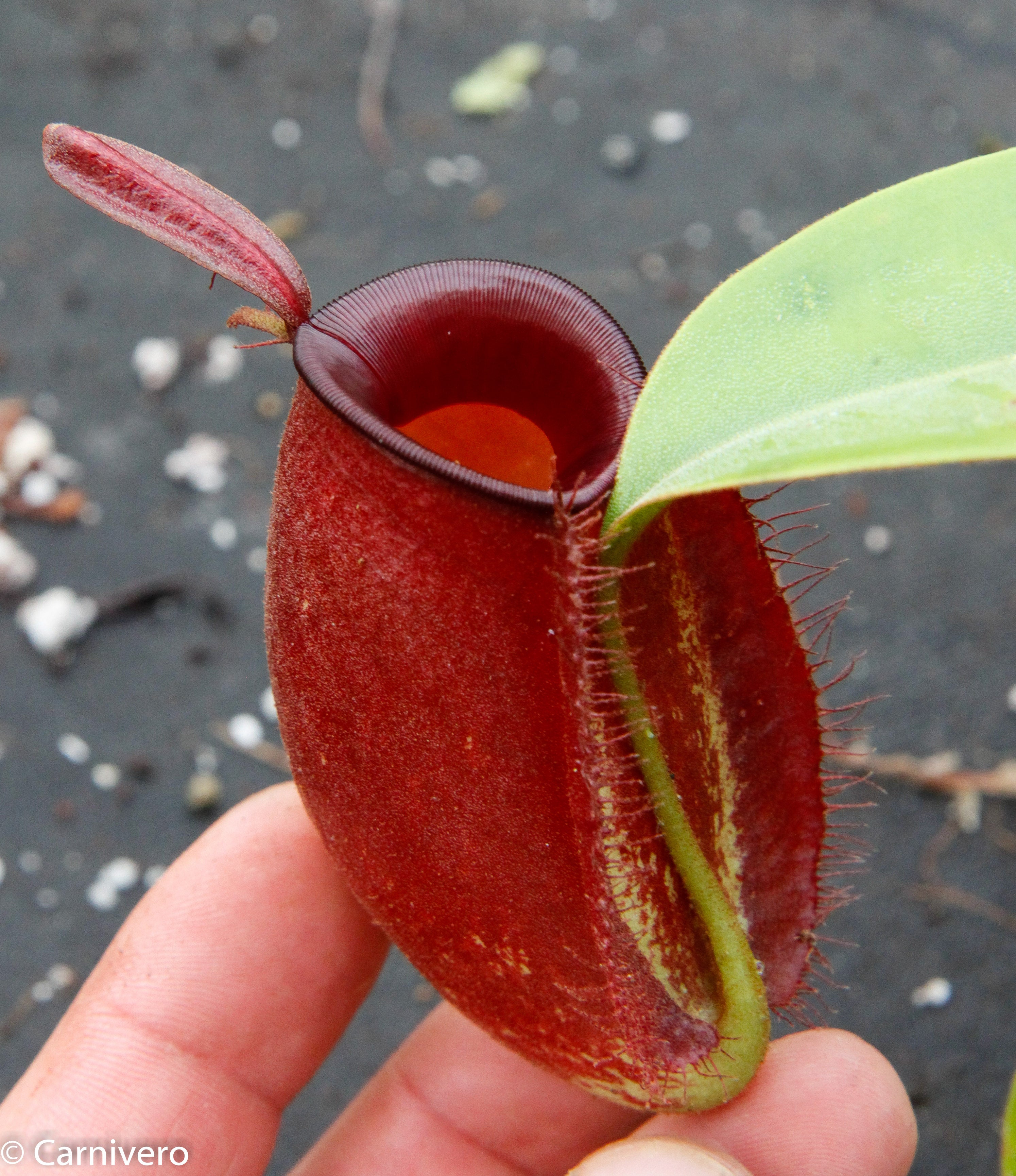 Nepenthes ampullaria ”variegata” ES 斑入り ウツボカズラ ネペンテス属 食虫植物(その他)｜売買されたオークション情報、yahooの商品情報をアーカイブ公開  - オークファン 花、園芸