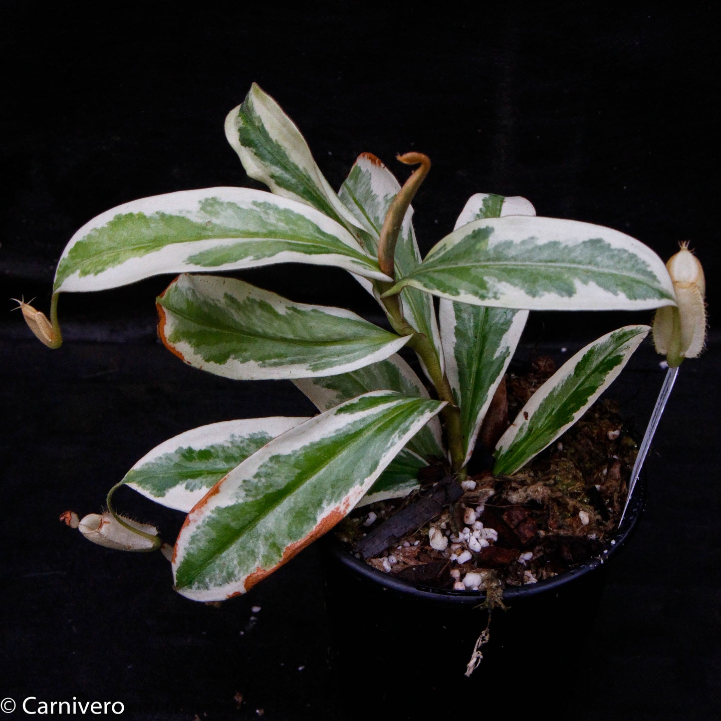 Nepenthes ampullaria variegated