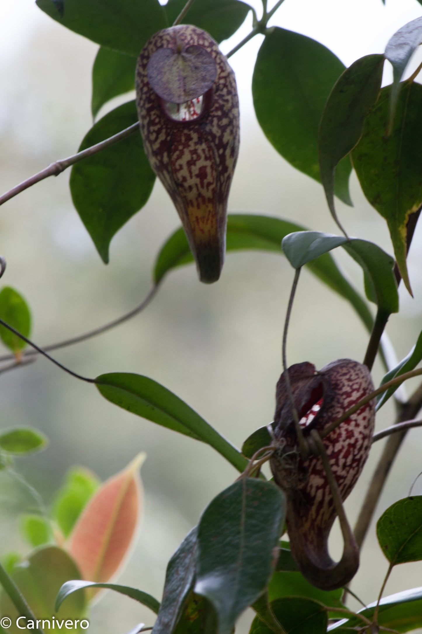 Nepenthes aristolochioides