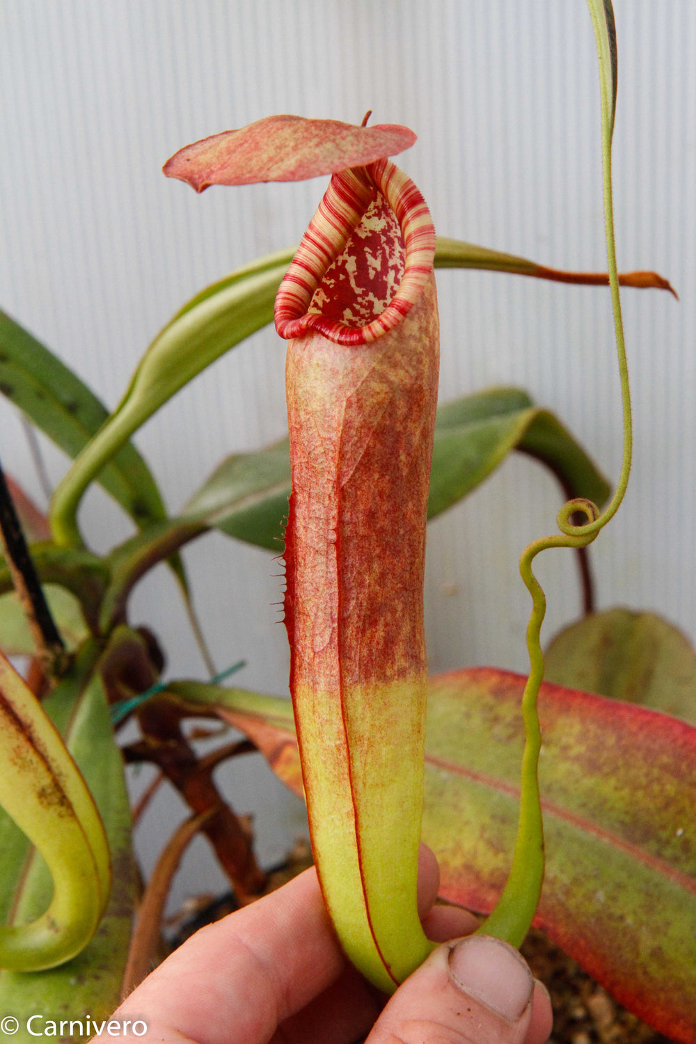 Nepenthes bokorensis