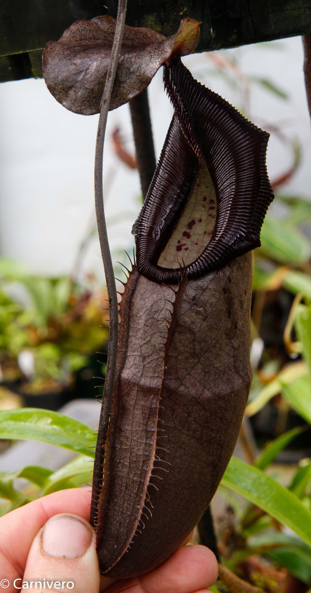 Nepenthes bongso dark