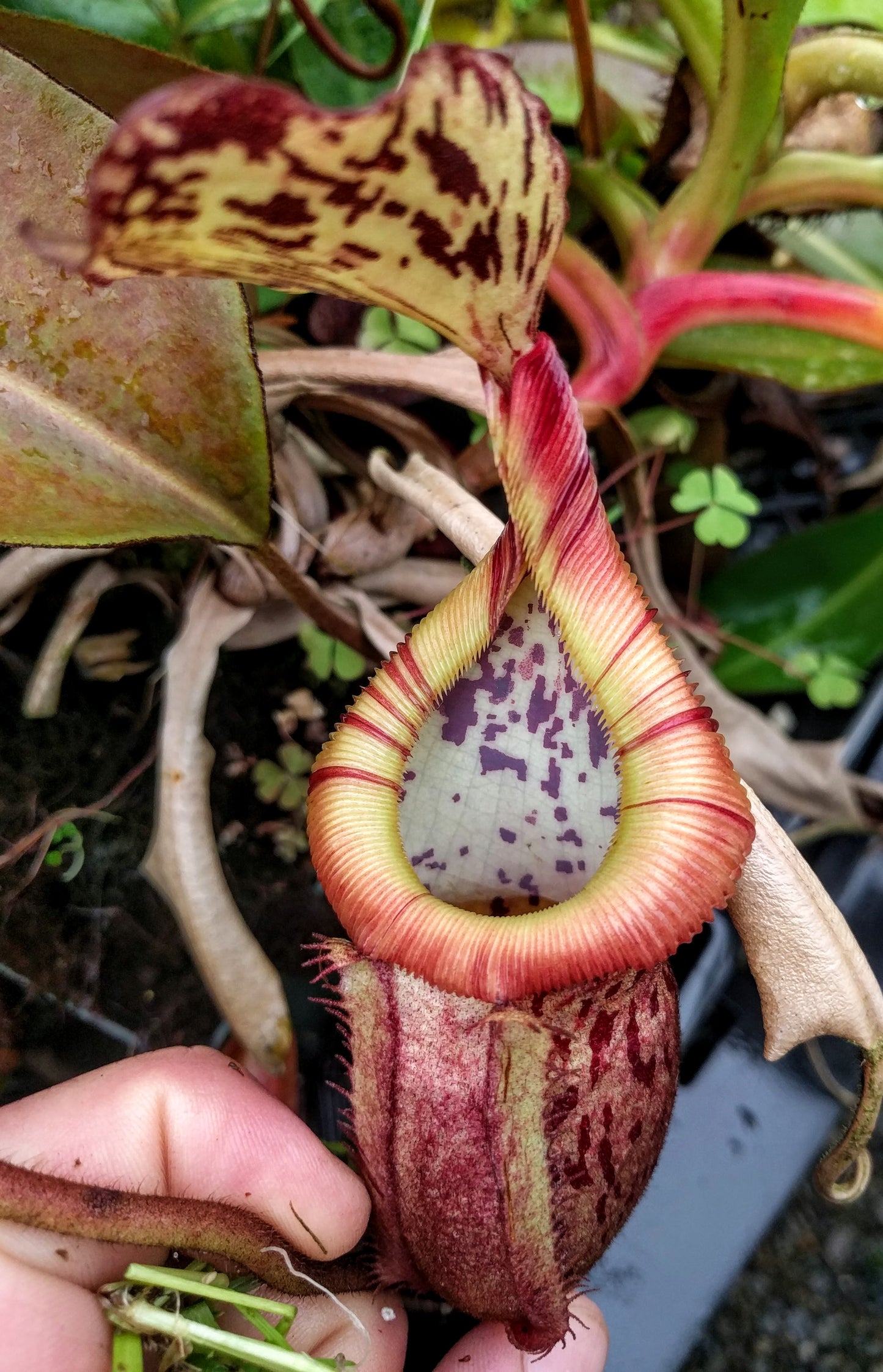 Nepenthes burbidgeae x edwardsiana MT