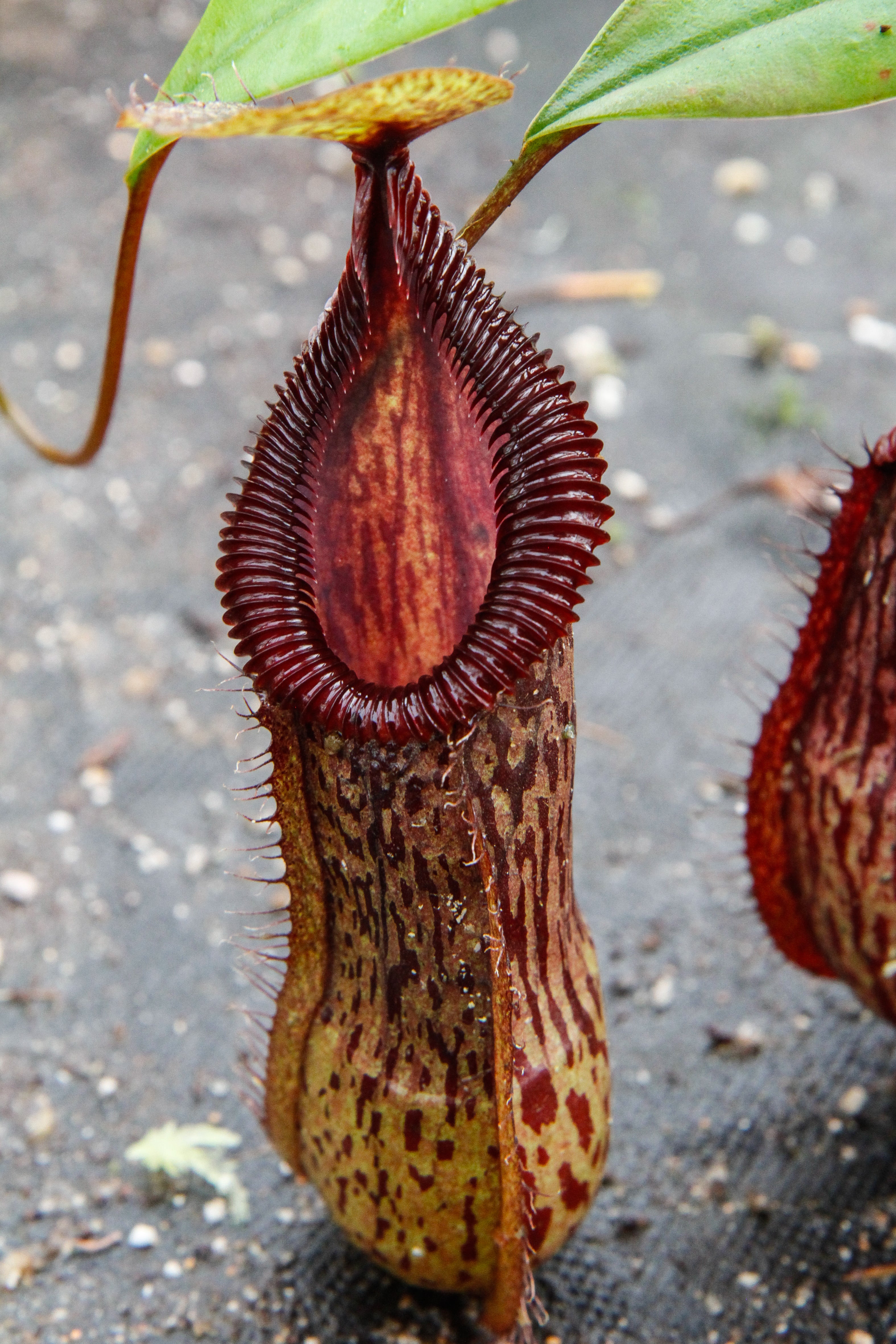 Nepenthes burkei x hamata