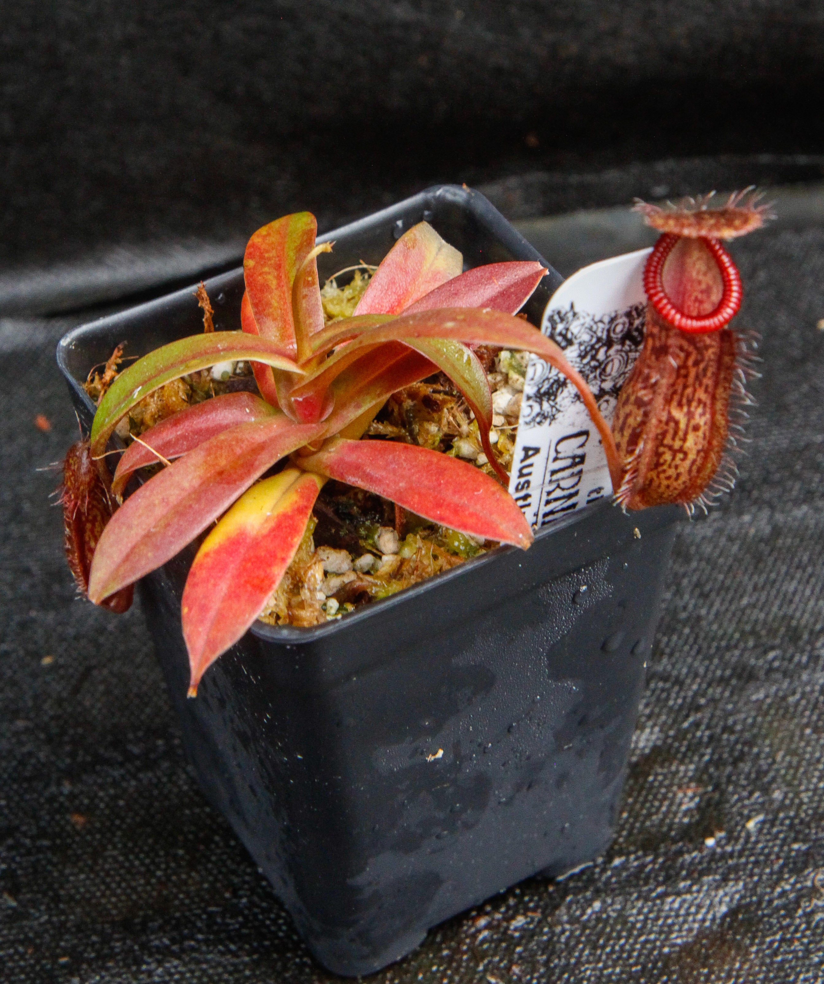 Nepenthes burkei x hamata