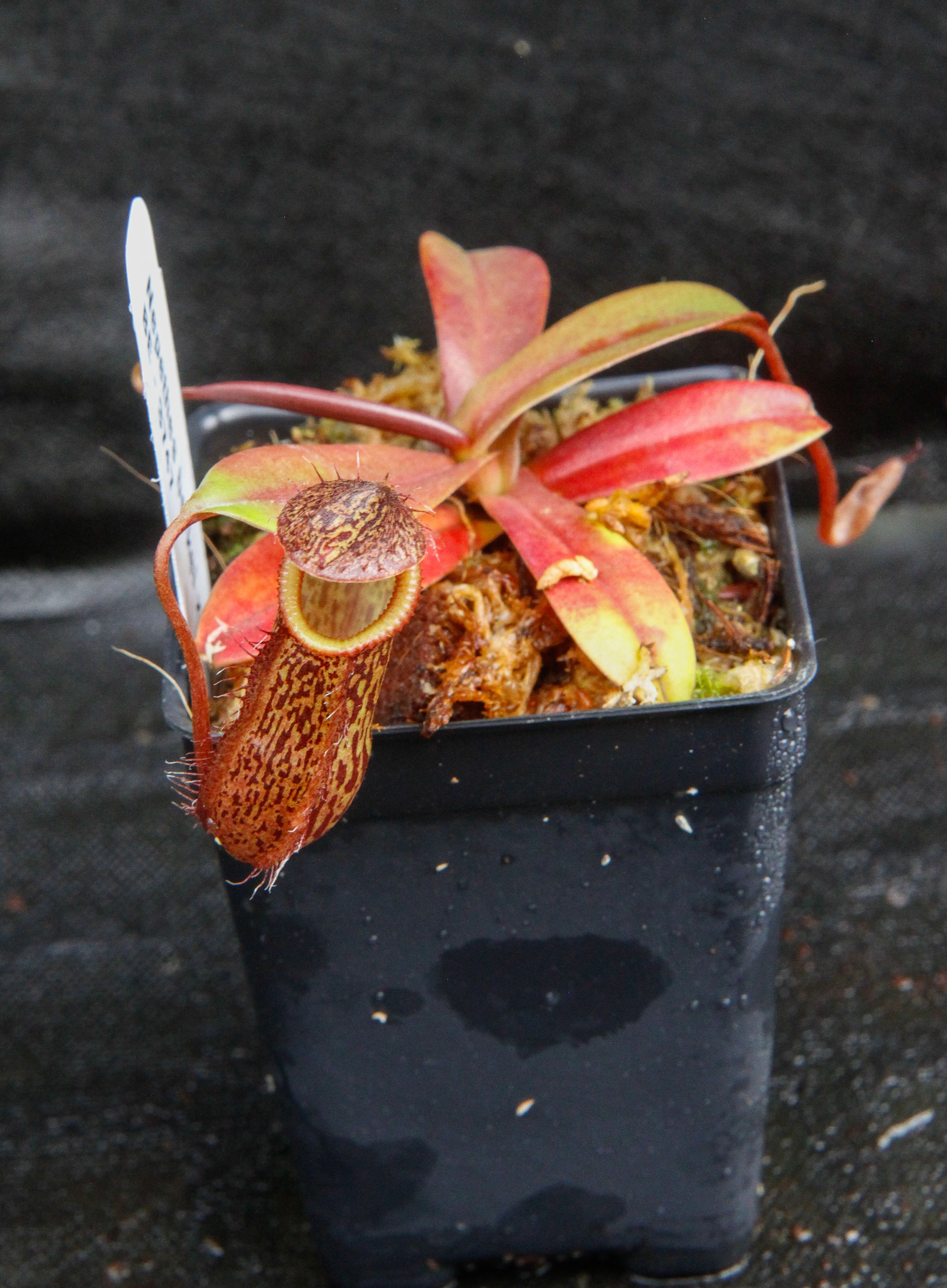 Nepenthes burkei x hamata, BE-3747 – Carnivero