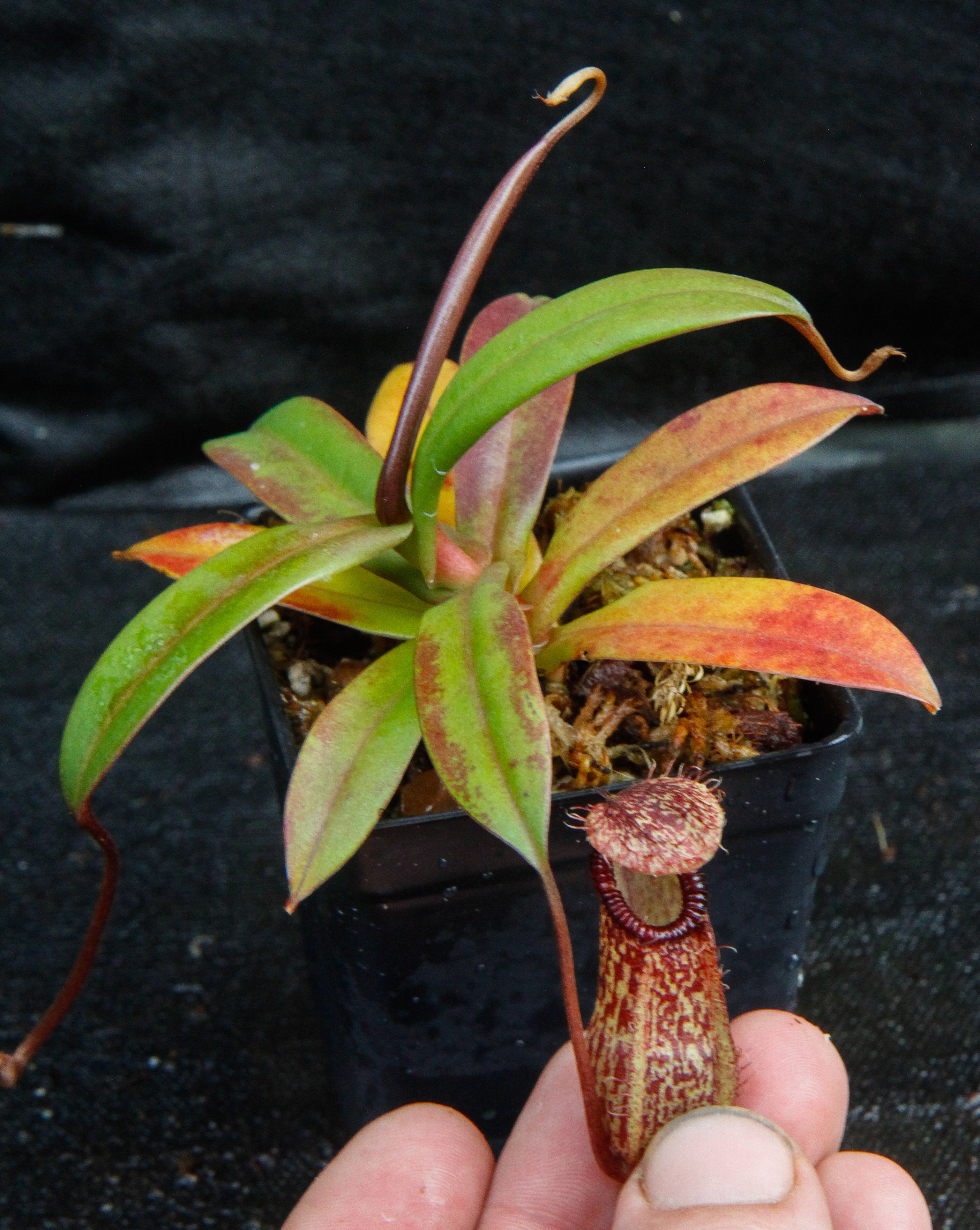 Nepenthes burkei x hamata, BE-3747 – Carnivero