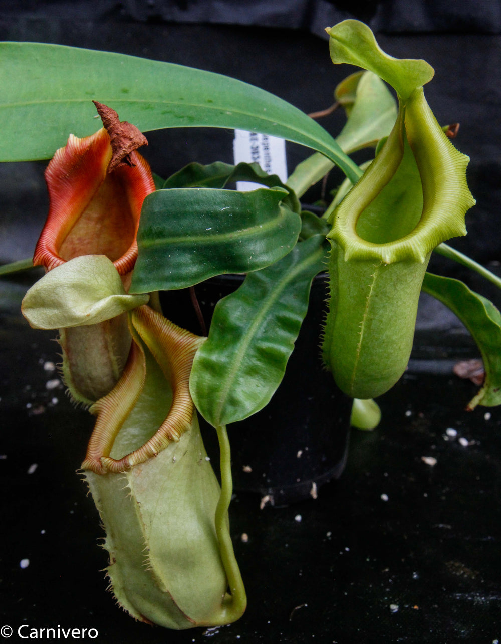 Nepenthes burkei x veitchii