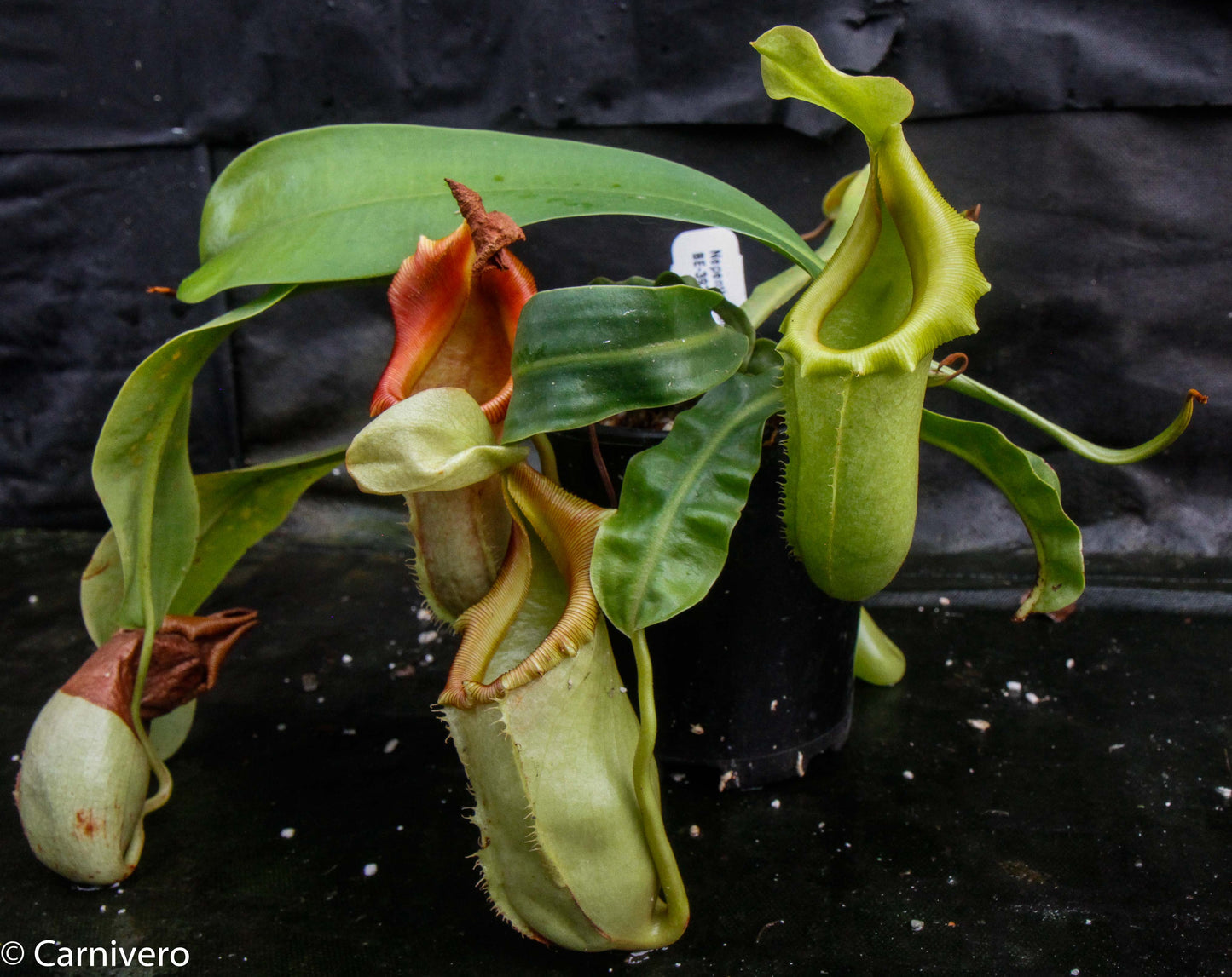 Nepenthes burkei x veitchii