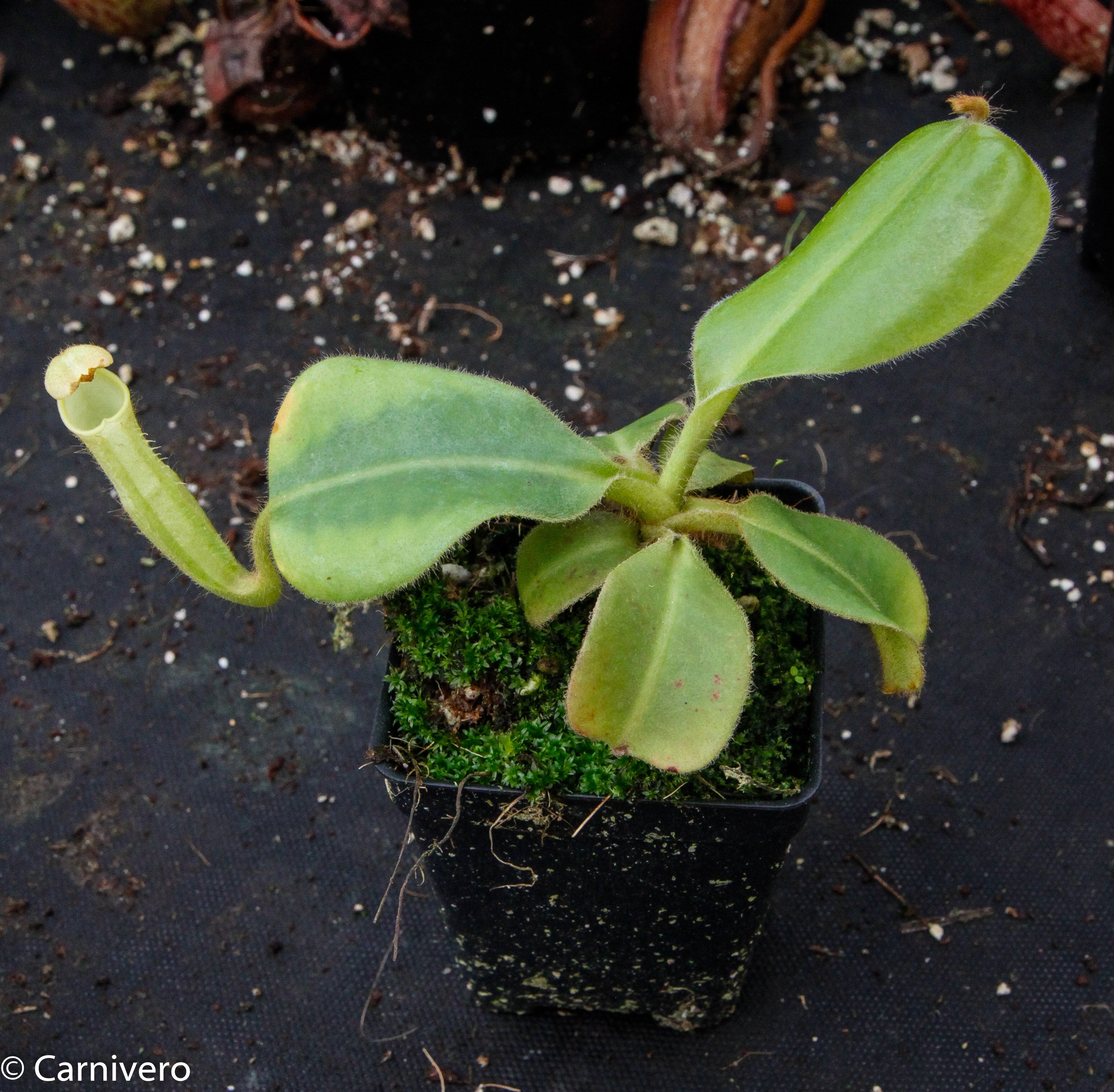 Nepenthes chaniana, BE-3673 – Carnivero