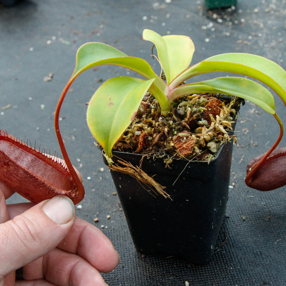 
                      
                        Nepenthes densiflora x robcantleyi, BE-3573
                      
                    