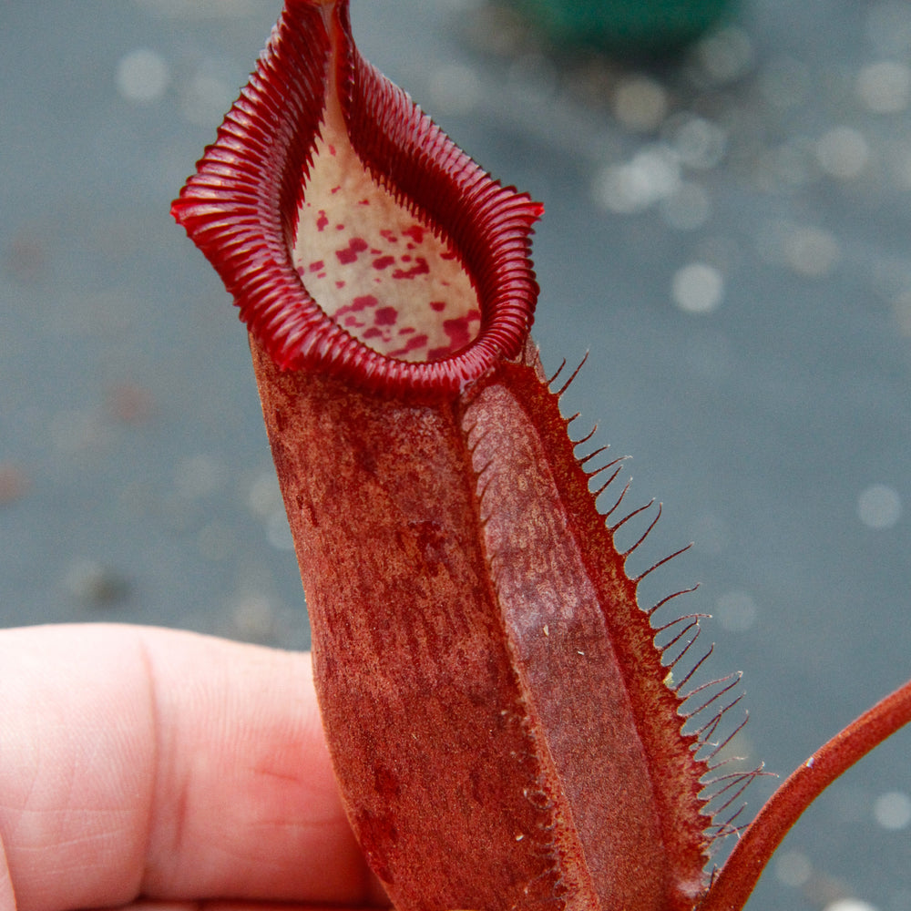 
                      
                        Nepenthes densiflora x robcantleyi, BE-3573
                      
                    