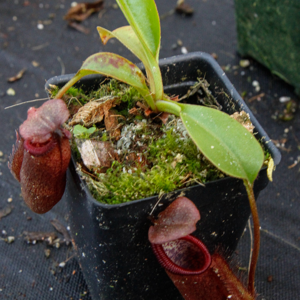 
                      
                        Nepenthes densiflora x robcantleyi, BE-3573
                      
                    